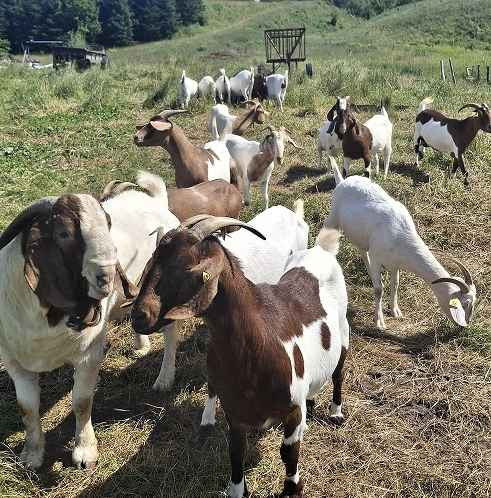 Chevreaux